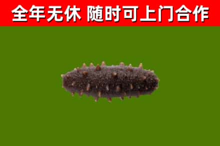 银川回收海参干
